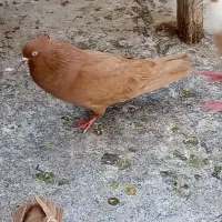 یه کله کفتر رنگی فقط با موتور مزایده ای معاوضه