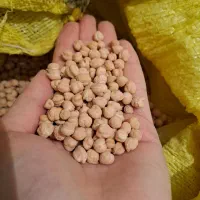 نخود رقم عادل