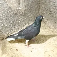 کبوتر دم سفید|پرنده|قزوین, |دیوار