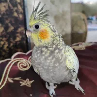 جوجه عروس هلندی سرلاکی