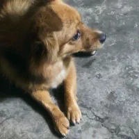 سگ اشپیتز گمشده،|سگ|کرمانشاه, |دیوار