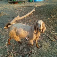 یک پاچن با یک بز فروش است|حیوانات مزرعه|ایرانشهر, |دیوار