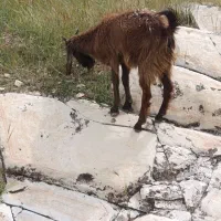 فروش کهره تیشتر