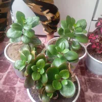 گل خانگی|گل و گیاه طبیعی|ماکو, |دیوار