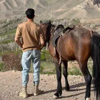 اسب نرترکمن ب شرط