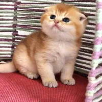 گربه اصیل و بغلی خونگی|گربه|کرمانشاه, |دیوار