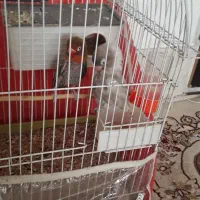 یک جفت کوتوله|پرنده|سبزوار, علمدار|دیوار