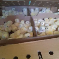 فلکسی لوهمن ایرانی خارجی جوجه دورگ گوشتی