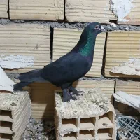 چند عدد کبوتر