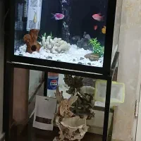 آکواریوم|ماهی|سبزوار, توحیدشهر|دیوار