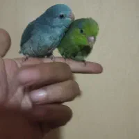 جوجه جفت پروتلت|پرنده|ری, شهادت|دیوار