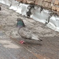 کبوترجفت کله ای تاپ