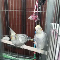 عروس هلندی جفت مولد