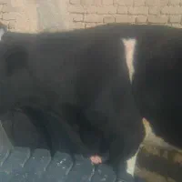 دوراس گوساله نر