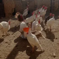 بوقلمون سفید|حیوانات مزرعه|امام, |دیوار