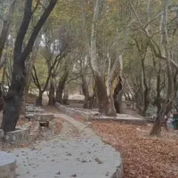 تور یکروزه جنگل زیبای پروز