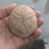فسیل چند میلیون ساله با ارزش  کاملا سالم