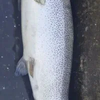 ماهی قزل آلا