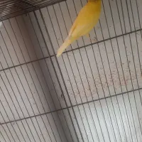 تعدادی قناری ماده|پرنده|ابهر, |دیوار