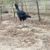 مرغ لاری اصیل