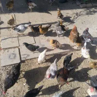 فروش تعدادی جوجه و مرغ