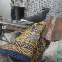 کبوتر|پرنده|شیراز, کوی زهرا|دیوار
