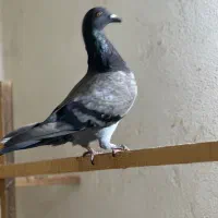 جوجه پلاکی