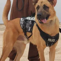 واگذاری سگ ژرمن مالینویز