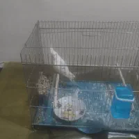 عروس هلندی|پرنده|بندر دیر, |دیوار