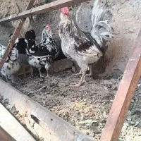 تخم نطفه دار گلین استثنایی