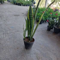 گل سانوریا