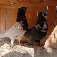 کفتر رنگی واقعا درست|پرنده|قم, یزدانشهر|دیوار