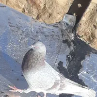 کبوترفروشی