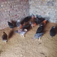 مرغ تخچه|حیوانات مزرعه|طاغنکوه, |دیوار