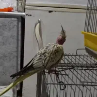 عروس هلندی|پرنده|قدس, شهرقدس|دیوار