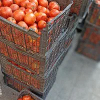 گوجه فرنگی مخصوص رب گوشتی 13|خوردنی و آشامیدنی|قم, باغ شریفی|دیوار