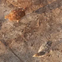 چهار عدد جوجه ۳ ماهه|حیوانات مزرعه|شاهینشهر, خانه کارگر|دیوار