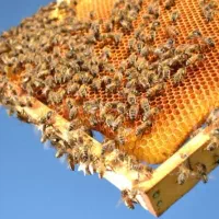 کندوی زنبور عسل