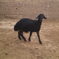 بره نر|حیوانات مزرعه|بوئین زهرا, |دیوار