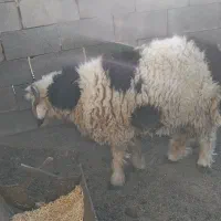 بره قوچی|حیوانات مزرعه|رامشه, |دیوار