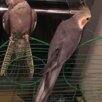 عروس هلندی بازیگوش