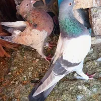 کفتر  زردی سرور سرکه‌ای راعبی|پرنده|شهریار, شهرک عباس پور|دیوار