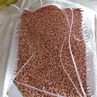 گندم ابی پیشگام