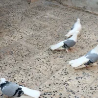 دوکت سوزپرشوردوعددتیدی ماده