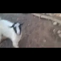 یک عدد بز خوب|حیوانات مزرعه|پیرانشهر, |دیوار