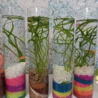 تنگ وماهی به همراه شن بدون گیاه