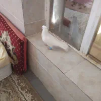 سفید بون باز