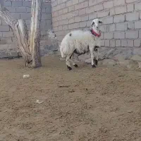 بره قوچی|حیوانات مزرعه|تربت جام, خیرآباد|دیوار