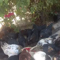 مرغ و خروس درجه یک|حیوانات مزرعه|تربتحیدریه, شهرک ولیعصر|دیوار