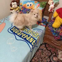 آقا چیکو پامر تربیت شده|سگ|تهران, شهرآرا|دیوار